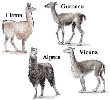 sorico-alpaca-lama